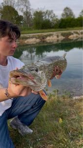 Northern Pike