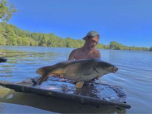 Common Carp