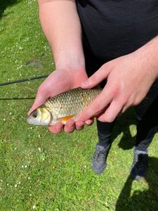 Roach