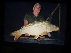 Common Carp