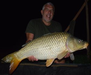 Common Carp