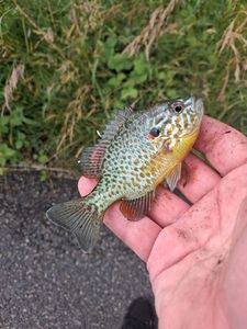Pumpkinseed
