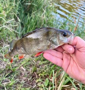 European Perch