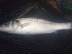 European Bass (Seabass)