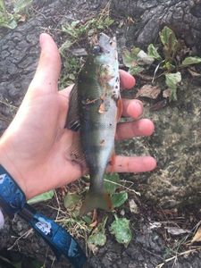 European Perch