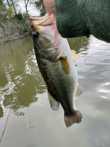 Smallmouth Bass