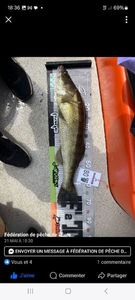 Zander
