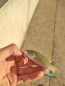 Largemouth Bass