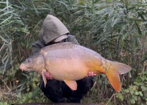 Mirror Carp