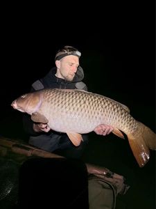 Common Carp