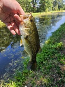 Largemouth Bass