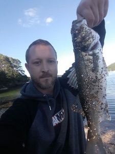 European Bass (Seabass)