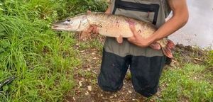 Northern Pike