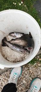 Rainbow Trout