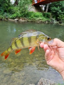 European Perch