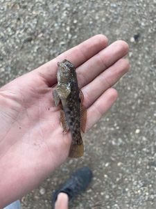 Round Goby
