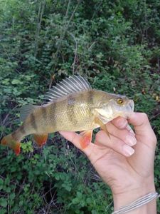 European Perch