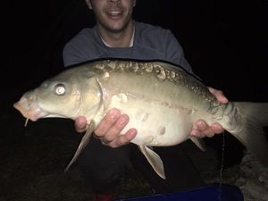 Mirror Carp