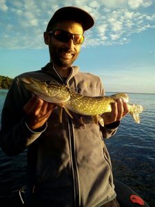Northern Pike
