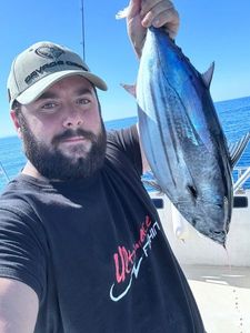 Atlantic Bonito