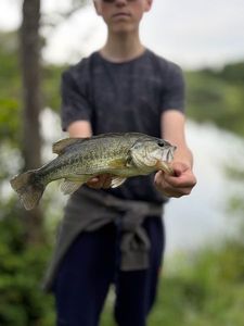 Largemouth Bass
