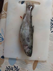 Rainbow Trout