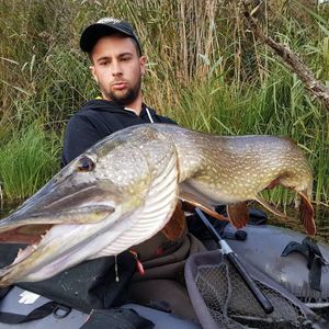 Northern Pike