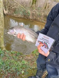 Rainbow Trout