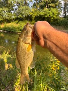 Largemouth Bass