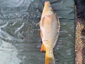 Leather Carp