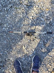 Largemouth Bass