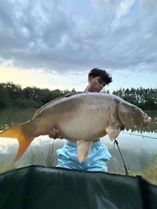 Mirror Carp