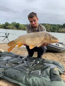 Common Carp