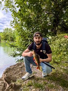 European Perch