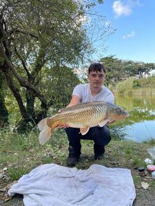 Common Carp