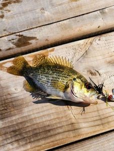 Rock Bass
