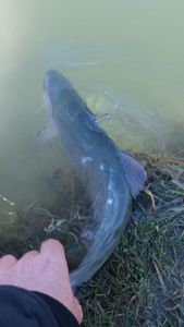 Rainbow Trout