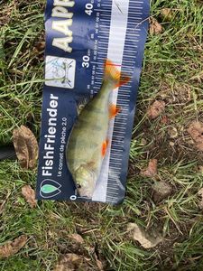 European Perch
