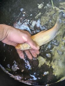 Grass Carp