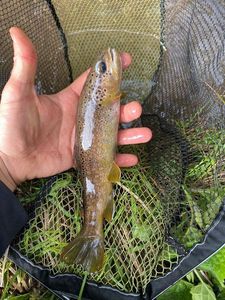 Brown Trout