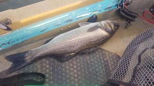 European Bass (Seabass)