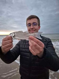 European Bass (Seabass)