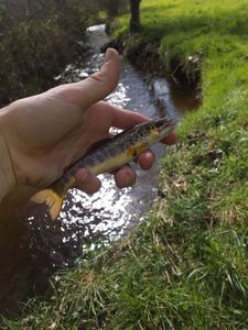 Brown Trout