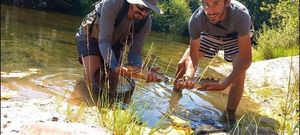 Rainbow Trout