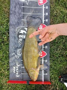 Tench