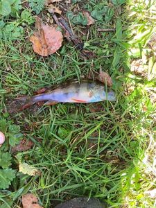 European Perch