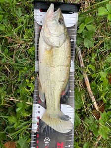 Largemouth Bass