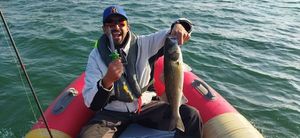 European Bass (Seabass)