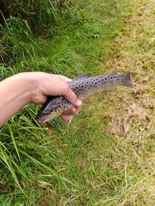 Brown Trout