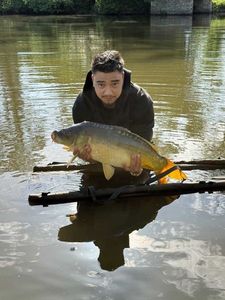 Mirror Carp